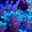 Thumbnail: Woolly Green Acropora SPS Coral