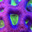 Thumbnail: Dragon's Envy Favia Aquaculture Saltwater LPS Coral. Grown in USA