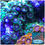 Thumbnail: Blue Daisys Zoanthids