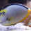 Thumbnail: Naso Tang