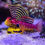 Thumbnail: Ruby Red Mandarin Dragonet