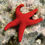 Thumbnail: Fromia Varieties Starfish