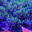 Thumbnail: Green Star Polyps, Soft Coral