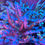 Thumbnail: Tricolor Granulosa Acropora SPS coral