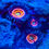 Thumbnail: Everlasting Gobstopper Zoanthids