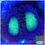 Thumbnail: Green Candy Apple Zoanthids