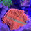 Thumbnail: Grafted Montipora Capricornis SPS Coral