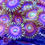 Thumbnail: Watermelon Zoanthids