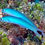 Thumbnail: Blue Gudgeon Goby-2 Fish Pack