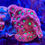 Thumbnail: Favites pentagona “War Coral”