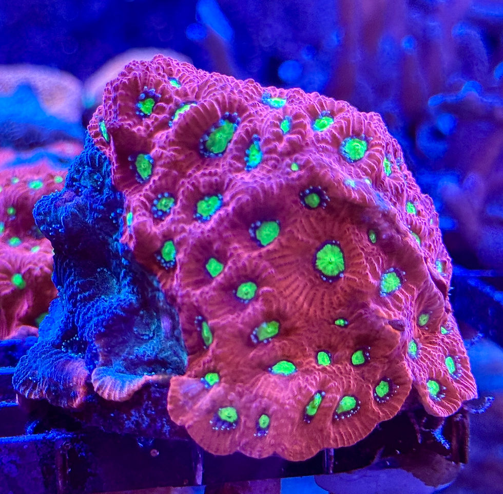 Favites pentagona “War Coral”