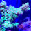Thumbnail: Woolly Green Acropora SPS Coral