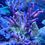 Thumbnail: Tricolor Granulosa Acropora SPS coral