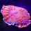 Thumbnail: Rainbow Rhodactis Mushroom Coral