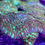 Thumbnail: Neon Green Encrusting Horn SPS Coral
