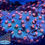 Thumbnail: Cyphastrea Corals Set of 4 | Free Shipping