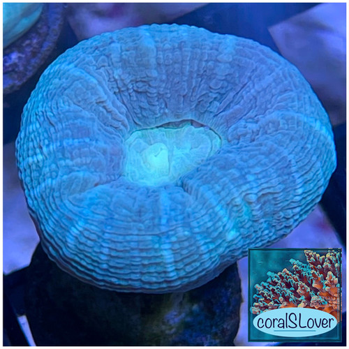 Metallic Green and Teal Center Candy Cane coralSLover