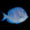 Thumbnail: Atlantic Blue Tang or Blue Caribbean Tang
