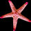 Thumbnail: Fromia Varieties Starfish