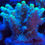 Thumbnail: Woolly Green Acropora SPS Coral