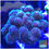 Thumbnail: Green Pocillopora Damicornis Aquaculture Saltwater SPS Coral. Grown in USA