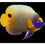 Thumbnail: Blueface Angelfish