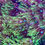 Thumbnail: Green Goniopora LPS Coral