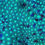 Thumbnail: Bruce Banner Leptastrea LPS Coral. Aquaculture Saltwater LPS Coral