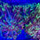 Thumbnail: Green Goniopora LPS Coral