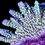 Thumbnail: Appleberry Montipora (Verrucosa)