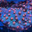 Thumbnail: Meteor Shower Cyphastrea, Aquaculture Saltwater SPS Coral. Grown in USA
