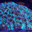 Thumbnail: Frozen Star Favia Coral