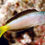 Thumbnail: Mozambique Blenny