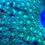 Thumbnail: Bruce Banner Leptastrea LPS Coral. Aquaculture Saltwater LPS Coral