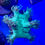 Thumbnail: Elegance Coral (color tips) LPS coral