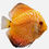 Thumbnail: Discus (Assorted) Freshwater Fish
