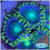 Thumbnail: Radioactive Dragon Eye Zoanthids Aquaculture Saltwater Coral. Grown in USA