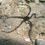 Thumbnail: Reticulated Brittle Star (pack) (Ophionereis reticulata) Clean-Up-Crew