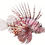 Thumbnail: Antennata Lionfish