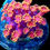 Thumbnail: Hot Pink Lemonade MICRO Goniopora-Frag