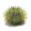 Thumbnail: Urchin Varieties