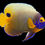 Thumbnail: Blueface Angelfish
