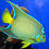 Thumbnail: Queen Angelfish