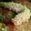 Thumbnail: Sea Cucamber