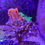 Thumbnail: Blue Pocillopora SPS coral