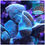Thumbnail: Green Pavona SPS Coral