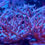Thumbnail: Crayola Plana Acropora SPS Coral