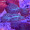 Thumbnail: Goldflake Green Discosoma Mushroom Coral