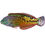 Thumbnail: Leopard Wrasse