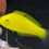 Thumbnail: Coris Wrasse Variations